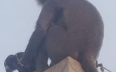 एक बंदरिया अपना बच्चा समझकर चार दिन से कुत्ते के बच्चे को गोद में लेकर घूम रही, लोगों में बना कौतूहल