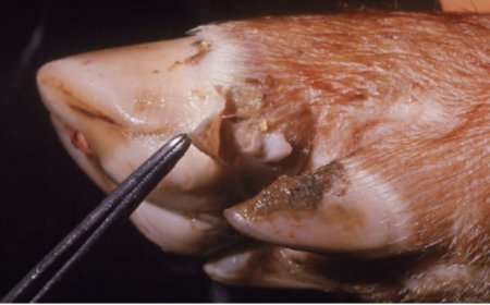 मुंहपका,खुरपका का प्रकोप