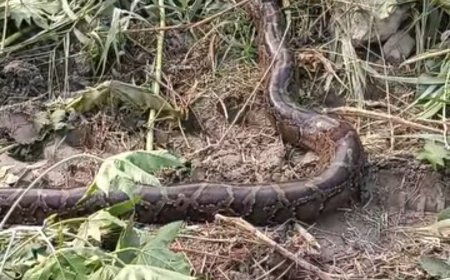 विशालकाय अजगर खलिहान के झाड़ियों में छिपा,खतरे की आशंका