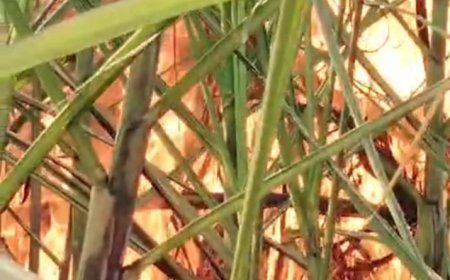 गन्ने की फसल में लगी आग से दो बीघा गन्ना नष्ट। 