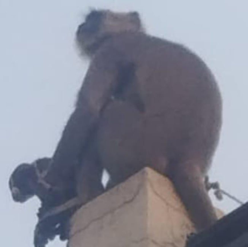 एक बंदरिया अपना बच्चा समझकर चार दिन से कुत्ते के बच्चे को गोद में लेकर घूम रही, लोगों में बना कौतूहल