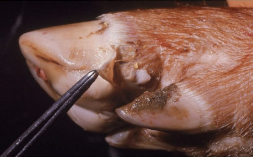 मुंहपका,खुरपका का प्रकोप