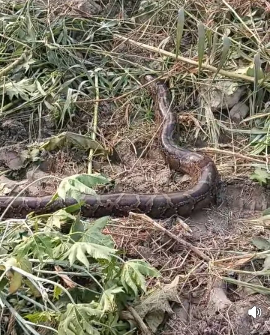 विशालकाय अजगर खलिहान के झाड़ियों में छिपा,खतरे की आशंका