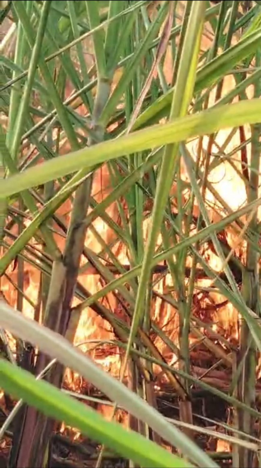 गन्ने की फसल में लगी आग से दो बीघा गन्ना नष्ट। 