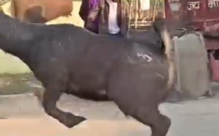 महराजगंज के धरमौली में दिखा बारहसिंघा ग्रामीणों में मची भगदड़