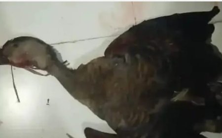 मधवलिया वन क्षेत्र में वन विभाग ने एक संदिग्ध शिकारी को किया गिरफ्तार