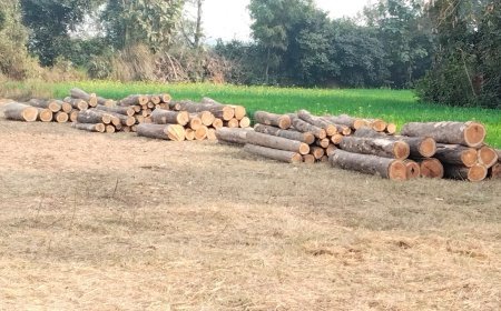 हरियाली पर खुलेआम आरी चला रहे वन माफिया कप्तानगंज के  हसन गंज में धृष्ट राष्ट्र बना वन विभाग 