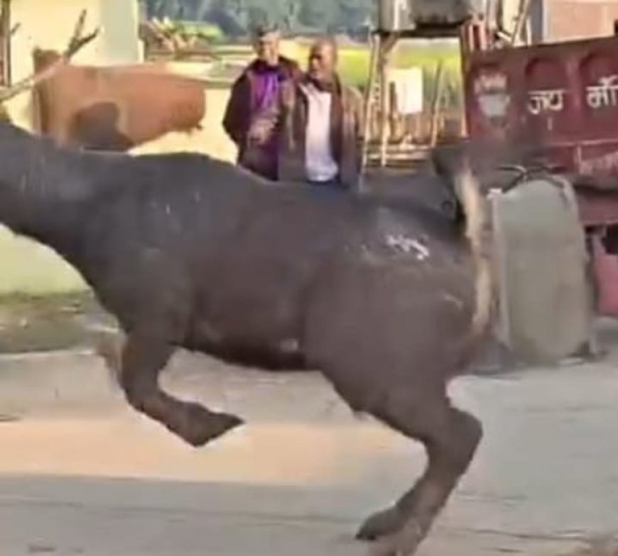 महराजगंज के धरमौली में दिखा बारहसिंघा ग्रामीणों में मची भगदड़