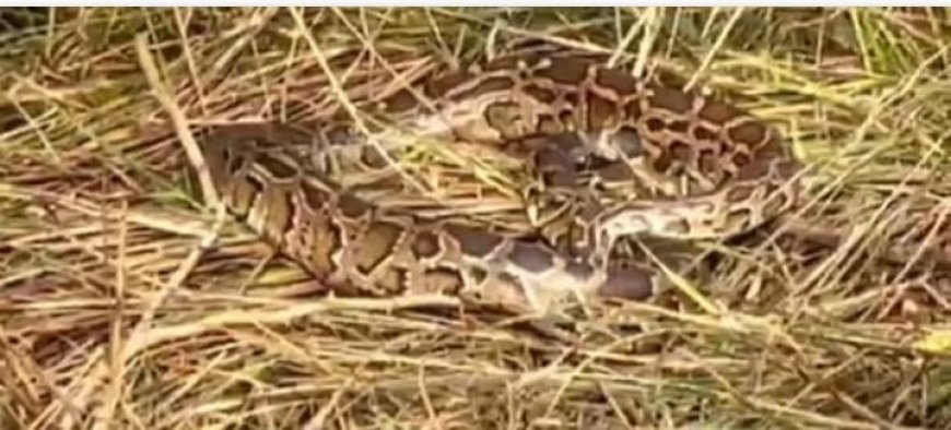 विशाल अजगर कब्रिस्तान के झाड़ियों में छिपा, रेस्क्यू टीम द्वारा किया गया रेस्क्यू 