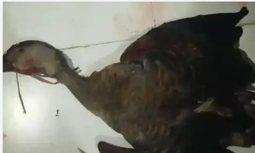 मधवलिया वन क्षेत्र में वन विभाग ने एक संदिग्ध शिकारी को किया गिरफ्तार