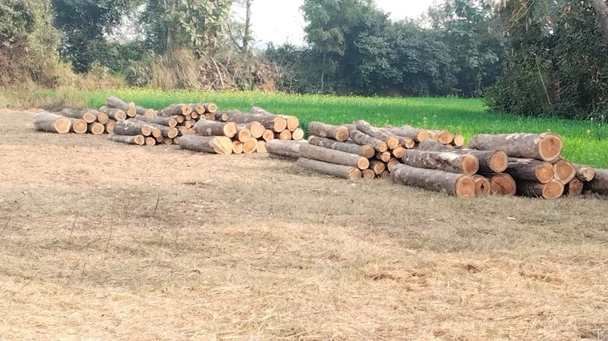 हरियाली पर खुलेआम आरी चला रहे वन माफिया कप्तानगंज के  हसन गंज में धृष्ट राष्ट्र बना वन विभाग 