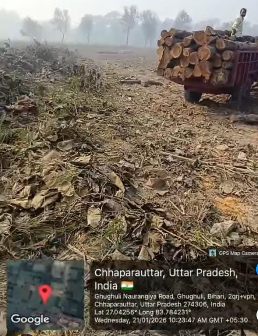 हरे-भरे पेड़ों पर चलती रही कुल्हाड़ी तो मानव जीवन के लिए पड़ेगा भारी