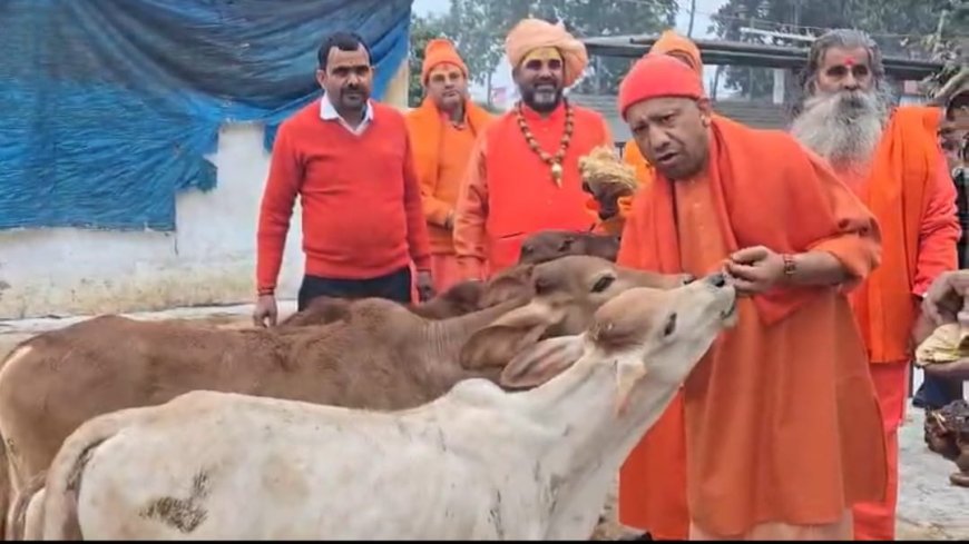 मुख्यमंत्री ने की गोसेवा, गोवंश को खिलाया गुड़-रोटी