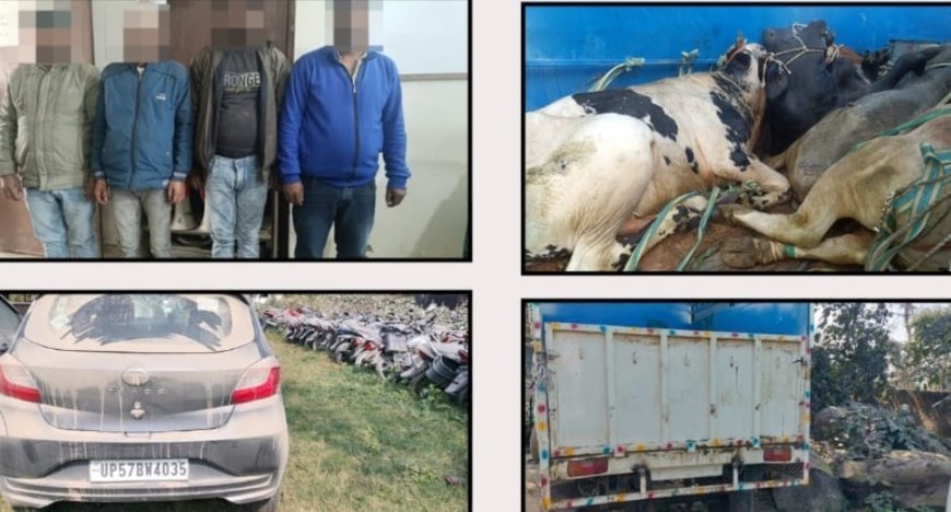 गोपालपुर पुलिस द्वारा 4 पशु तस्कर गिरफतार 6 गोवंश बरामद,पिकअप व टियागो, वाहन भी जप्त